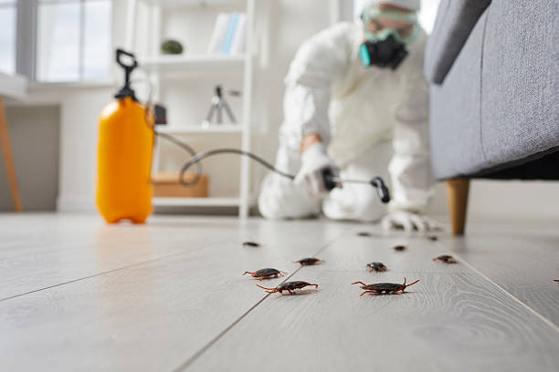 Commercial Rodent Management in Eidson Road